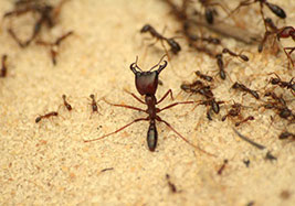 ants
