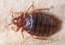 bed-bugs