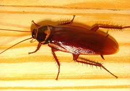 cockroaches