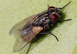 flies