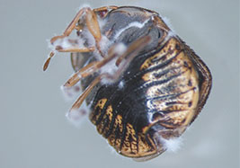 fungus