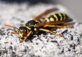 honey-bee