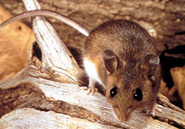 rodent
