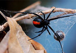 spider