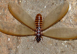 termite